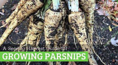 Growing Parsnips: A Seed to Harvest Guide - savvygardening.com