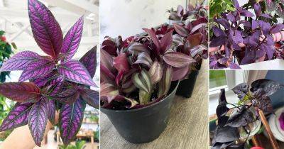 9 Purple Indoor Plants That Grow From Cuttings - balconygardenweb.com