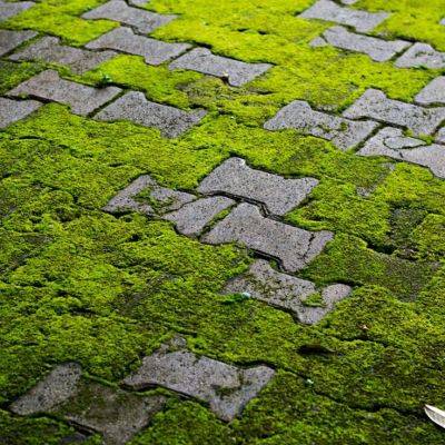 Eradicating green algae: Your guide to effortless removal - gardencentreguide.co.uk