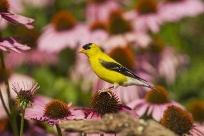 13 Plants That Will Attract Birds To Your Garden - southernliving.com