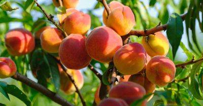 21 of the Best Peach Varieties to Grow at Home - gardenerspath.com