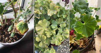 Why Do Geranium Leaves Turn Yellow ? 11 Reasons - balconygardenweb.com