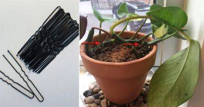 Use Hairpins to Make Your Plants Bushier and Full! - balconygardenweb.com