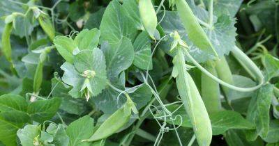 Why Pea Plants Fail to Produce Pods (and How to Fix It) - gardenerspath.com