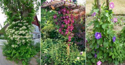 15 Vines That Grow on Trees - balconygardenweb.com - Britain