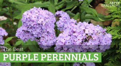Purple Perennial Flowers: 24 Brilliant Choices for Gardens - savvygardening.com