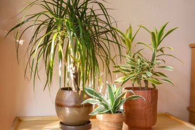 Building a Plant Collection? Start with a Statement Plant - bhg.com - China