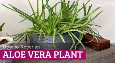 Repotting Aloe Vera: Tips for Choosing Potting Soil, Pots, and More - savvygardening.com