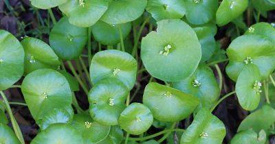 How to Plant and Grow Miner’s Lettuce (Claytonia) - gardenerspath.com