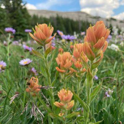 Utah Wildflowers - finegardening.com - state Utah