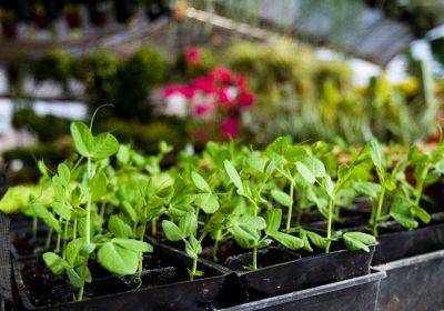 5 Tips for Picking Out Healthy Plants at the Nursery This Spring - thespruce.com