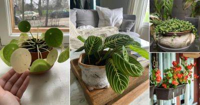 17 Best Plants for Shallow Pots - balconygardenweb.com