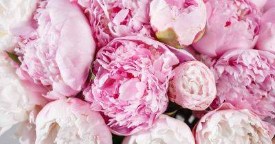 41 of the Best Pink Peonies for Your Garden - gardenerspath.com - Japan