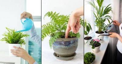How to Flush Plants Without Overwatering? - balconygardenweb.com