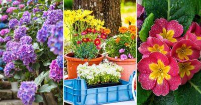 6 Tricks to Grow Most Colorful and Beautiful Flowers - balconygardenweb.com