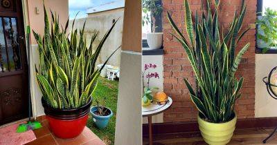 Why Every Home Should Have a Snake Plant - balconygardenweb.com
