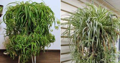 7 Tricks To Grow Biggest Spider Plants - balconygardenweb.com