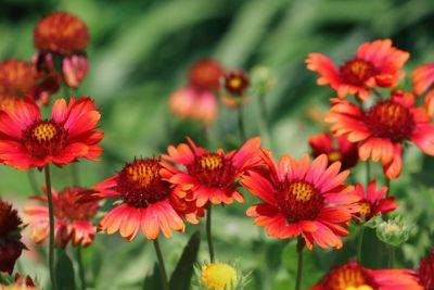10 Fast-Growing Perennials That Will Fill Your Garden In A Flash - southernliving.com - county Garden