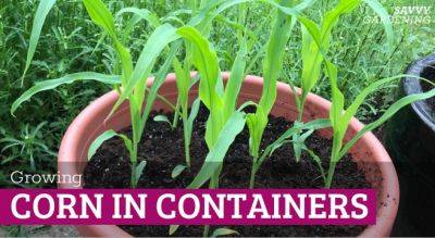 Growing Corn in Containers from Seed to Harvest - savvygardening.com