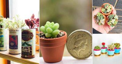 These Succulents in Mini Pots Are the Cutest Thing - balconygardenweb.com - Britain