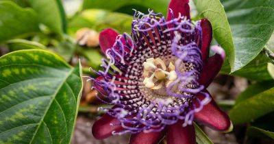How to Propagate Passionflower Vines - gardenerspath.com