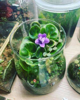 Grow these Purple Plants in jars, bottles, and vases - balconygardenweb.com