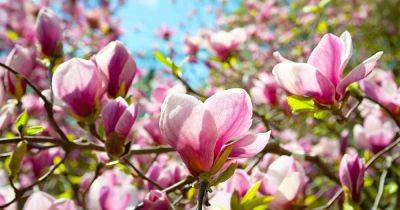 How to Identify and Manage Magnolia Tree Diseases - gardenerspath.com