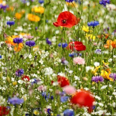 How and When to Sow Wildflowers? - gardencentreguide.co.uk