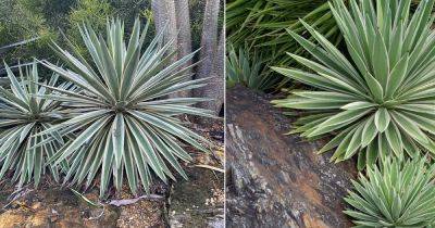 Is Agave a Cactus? Find Out all the Details! - balconygardenweb.com - Usa - Mexico