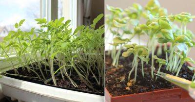 Why You Should Always Thin Seedlings and How! - balconygardenweb.com