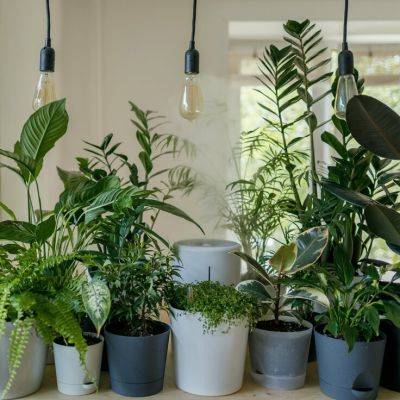 The Houseplants You Shouldn’t Keep if You Have Pets - gardencentreguide.co.uk