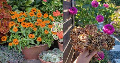 7 Tricks to Make Zinnias Bushier and Flowerful - balconygardenweb.com