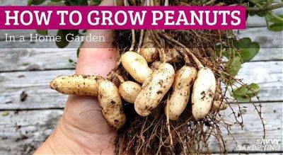 How to Grow Peanuts in a Home Garden - savvygardening.com - Spain
