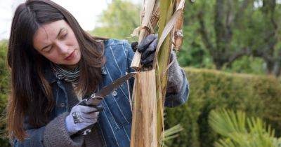 Frances Tophill's guide to May pruning - gardenersworld.com - France - Japan