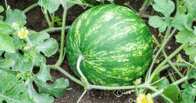 How to Water Watermelons - gardenerspath.com