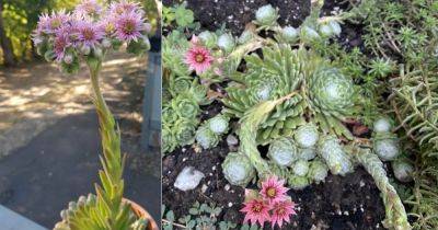 What To Do With Hens and Chicks Flowers - balconygardenweb.com