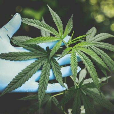 Exploring the Potential Health Benefits of the Cannabis Plant - gardencentreguide.co.uk - Britain
