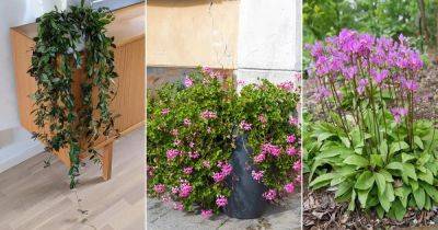 8 Plants that Smell Like Cinnamon - balconygardenweb.com