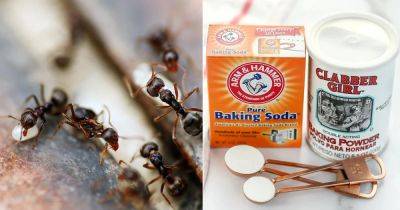Does Baking Soda Kill Ants? Find Out! - balconygardenweb.com