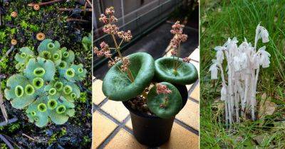 7 Plants That Look Like Mushrooms - balconygardenweb.com - India