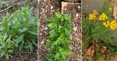 9 Weeds That Look Like Marigold Leaves - balconygardenweb.com - Usa