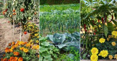 17 Vegetable Combination Ideas for Container Gardens - balconygardenweb.com - Usa