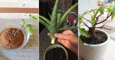 9 Plants That Become Good Rooting Hormone - balconygardenweb.com - India