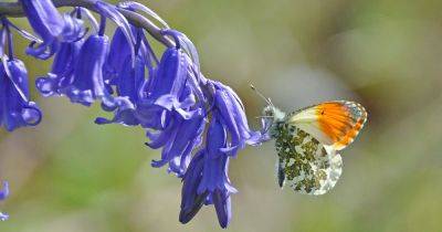 Wildlife watch: Orange-tip butterfly - gardenersworld.com