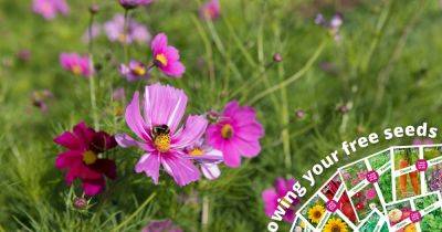 Free flower seeds – May - gardenersworld.com