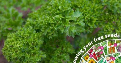 Free veg seeds 2024 – May - gardenersworld.com - Britain
