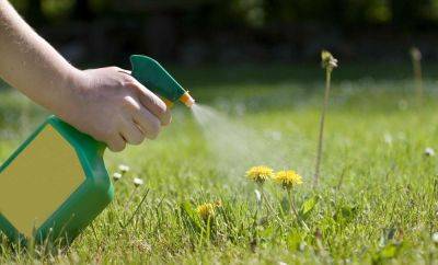 How To Easily Kill Pesky Weeds With Dish Soap - thespruce.com