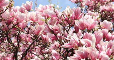 7 Reasons Magnolia Trees May Fail to Bloom - gardenerspath.com