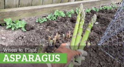 When to Plant Asparagus for Healthy, Productive Plants - savvygardening.com