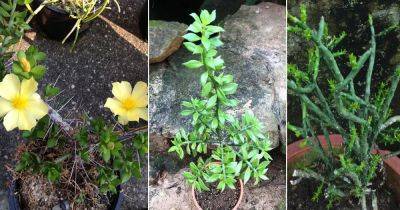 8 Types of Pereskiopsis Cactus Varieties - balconygardenweb.com - Mexico - Guatemala